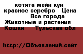 котята мейн кун, красное серебро › Цена ­ 30 - Все города Животные и растения » Кошки   . Тульская обл.